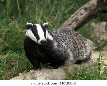 European Badger