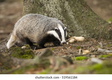 European Badger