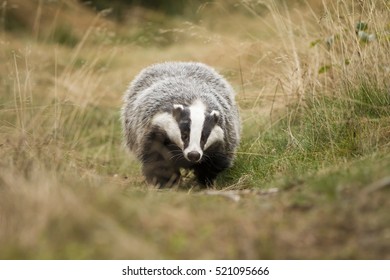 European Badger