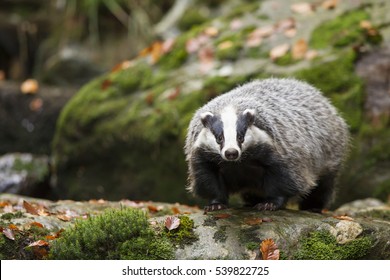 European Badger