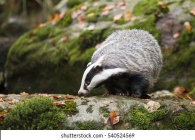 European Badger