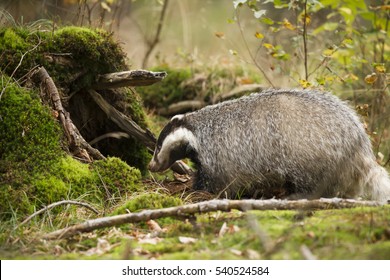 European Badger