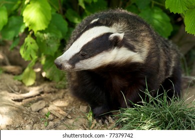 A European Badger