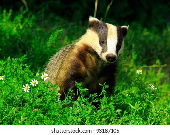 European Badger