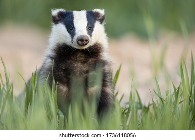 European badger after leaving the burrow (Meles meles)