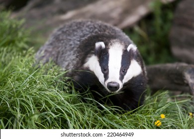 The European Badger Also Called Eurasian Badger And Is (or Was) Part Of A Controversial Cull In The UK