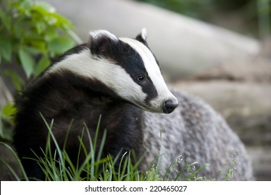 The European Badger Also Called Eurasian Badger And Is (or Was) Part Of A Controversial Cull In The UK