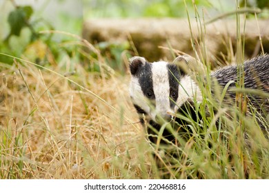 The European Badger Also Called Eurasian Badger And Is (or Was) Part Of A Controversial Cull In The UK