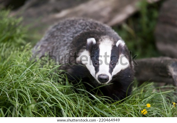The European badger also\
called Eurasian badger and is (or was) part of a controversial cull\
in the UK
