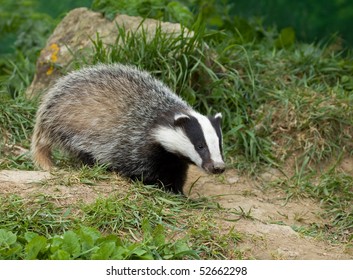 European Badger Cub