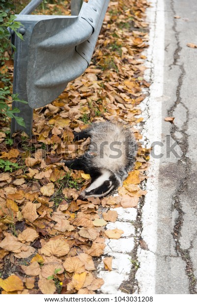 European badger dead on the\
roadside
