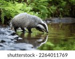 The european badger drinking water  from forest creek