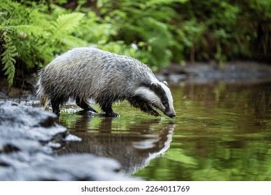 The european badger drinking water  from forest creek