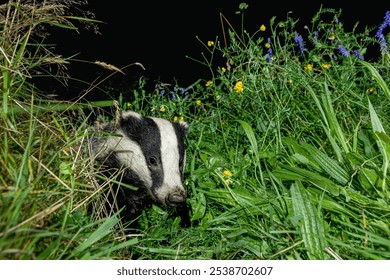 A European badger foraging in lush green grass and wildflowers at night, showcasing its distinctive black and white markings. - Powered by Shutterstock