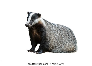 European badger (Meles meles) against white background