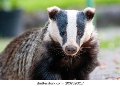 European Badger Meles Meles Cute Mammal Close Up Face