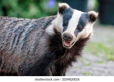 European Badger Meles Meles Cute Mammal Close Up Face