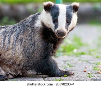 European Badger Meles Meles Cute Mammal Close Up Face