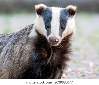 European Badger Meles Meles Cute Mammal Close Up Face