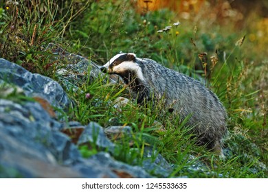 European badger (Meles meles) go up in grass and stones