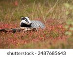 European badger (Meles meles), also known as the Eurasian badger, is a badger species in the family Mustelidae native to Europe and West Asia and parts of Central Asia