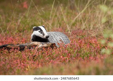 European badger (Meles meles), also known as the Eurasian badger, is a badger species in the family Mustelidae native to Europe and West Asia and parts of Central Asia