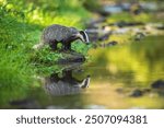 European badger, Meles meles, low angle photo of big male in rainy day, drinking from forest lake, reflecting itself in calm water surface. Autumn in czech highlands. Isolated badger drinking water.