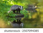 European badger, Meles meles, low angle photo of big male in rainy day, drinking from forest lake, reflecting itself in calm water surface. Autumn in czech highlands. Isolated badger drinking water.