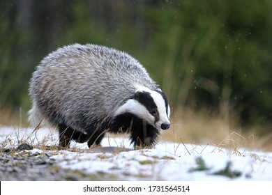 European Badger (Meles Meles) Running In Winter Forest. Black And White Striped Animal Sniffs In Snowy Grass. Hunting Beast In Snowfall. Wildlife Scene From Nature. Habitat Europe, Western Asia.