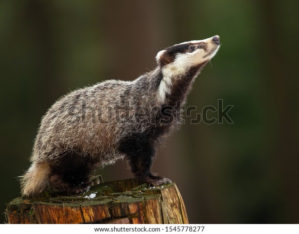 European badger (Meles meles) is a species of\
badger in the family Mustelidae and is native to almost all of\
Europe and some parts of West\
Asia