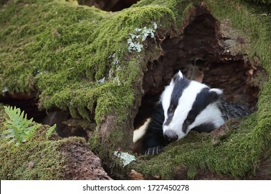 
A European badger prowls through the hollows of a fallen tree in search of its daily food.