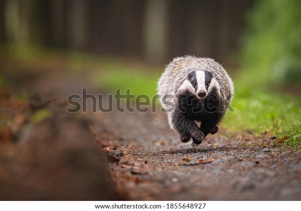European badger running on a\
forest path. Wet and gloomy afternoon conditions. Tree trunks and\
green leaves and grass. Typical for mild European\
climate.