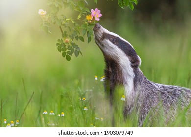 European badger is  sniffing flowering wild rose. Horizontally. 