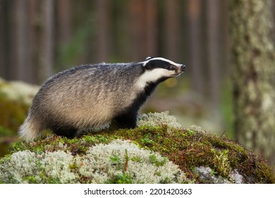 European Badger Sniffing On Mossed Rock In Autumn Nature