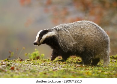 European Badger Walking On Green Road In Autumn Nature