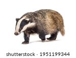 European badger walking towards the camera, six months old, isolated
