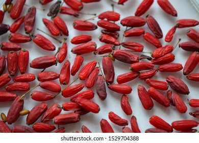 European Barberry (Berberis Vulgaris) Berries