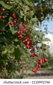 European Barberry (Berberis Vulgaris) In Garden