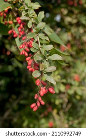 European Barberry (Berberis Vulgaris) In Garden