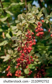 European Barberry (Berberis Vulgaris) In Garden