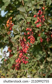 European Barberry (Berberis Vulgaris) In Garden