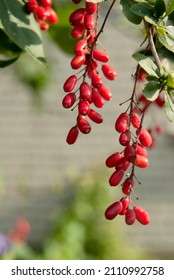 European Barberry (Berberis Vulgaris) In Garden