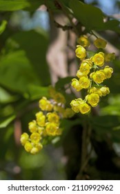 European Barberry (Berberis Vulgaris) In Garden