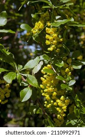 European Barberry (Berberis Vulgaris) In Garden