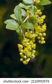 European Barberry (Berberis Vulgaris) In Garden