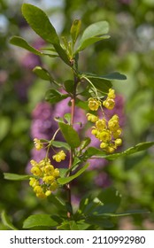 European Barberry (Berberis Vulgaris) In Garden