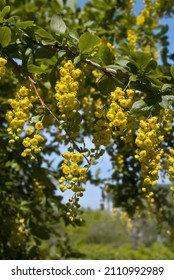 European Barberry (Berberis Vulgaris) In Garden