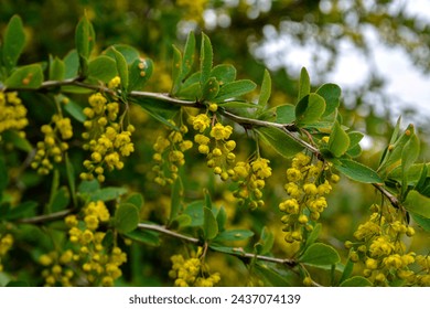 European Barberry (Berberis vulgaris) in garden.Yellow flowers and buds cluster on blooming Common or European Barberry, Berberis Vulgaris.