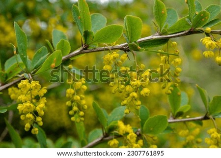 European Barberry (Berberis vulgaris) in garden.Yellow flowers and buds cluster on blooming Common or European Barberry, Berberis Vulgaris.