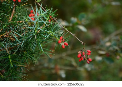 European Barberry And Conifer Branches